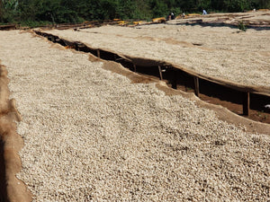 Coffee Farm 2