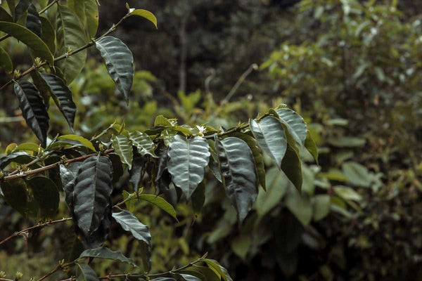 Bolivia San Juan | Press Coffee Roasters
