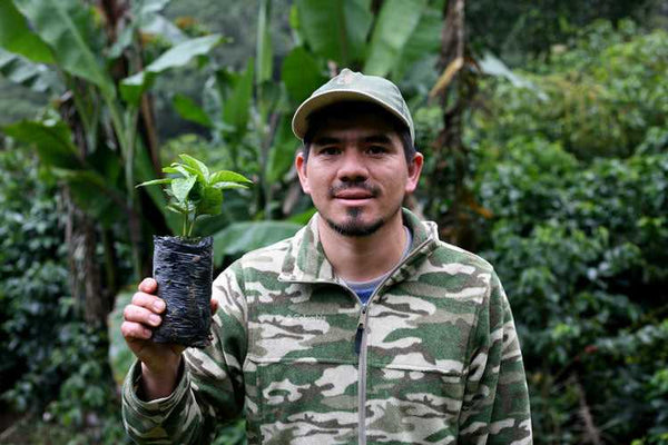 Guatemala El Amate y Anexos | Press Coffee Roasters