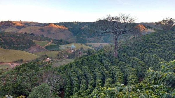 Brazil Mogiano | Press Coffee Roasters